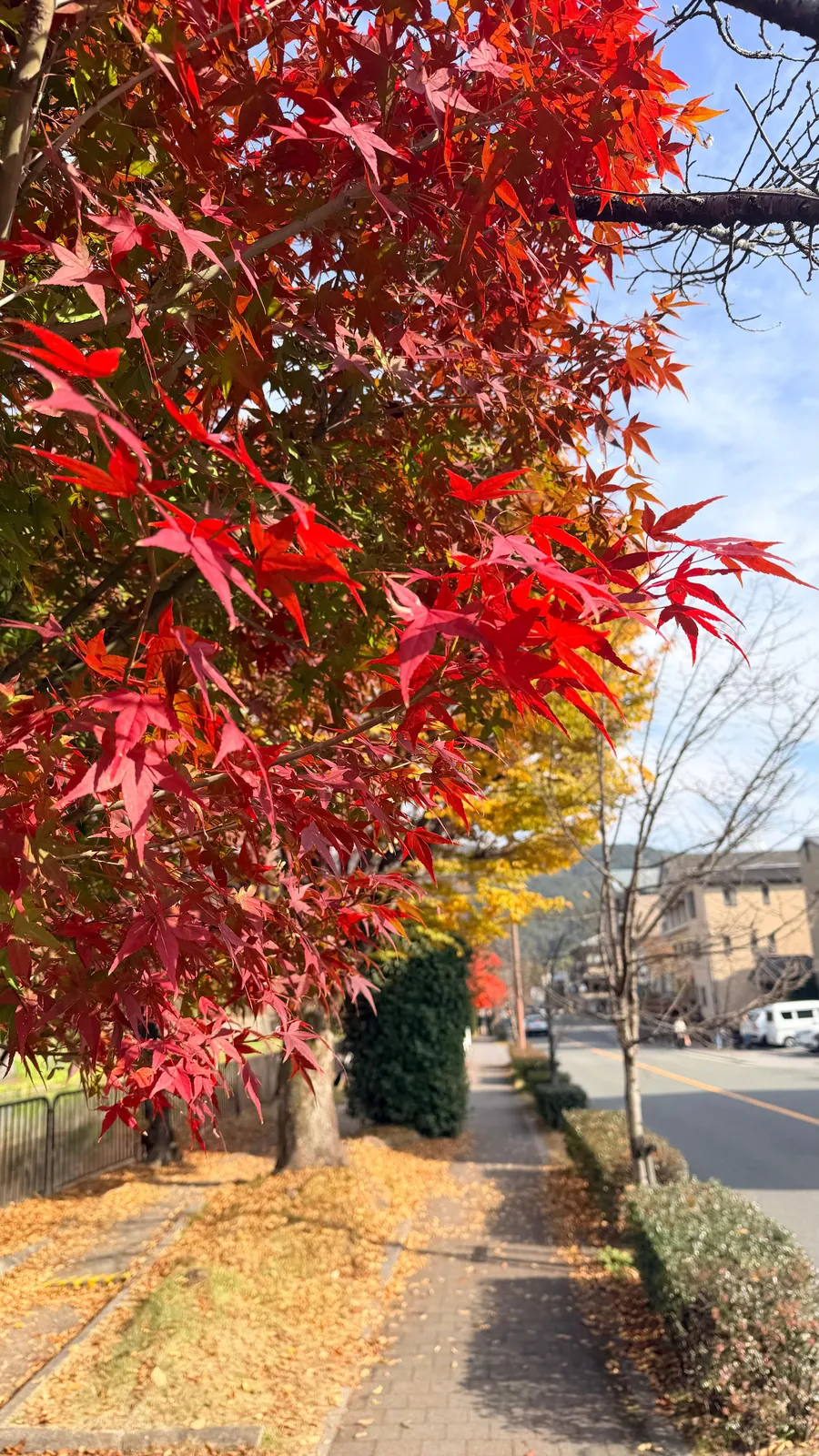Les érables en automne, à Kyoto